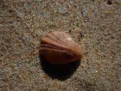 Magellania flavescens