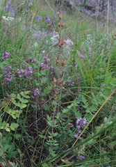 Hypericum linarioides