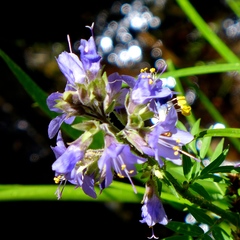 Polemonium occidentale