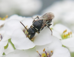 Hylaeus