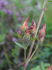 Hypericum linarioides