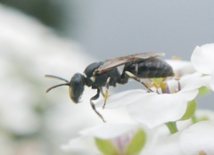 Hylaeus