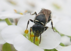 Hylaeus