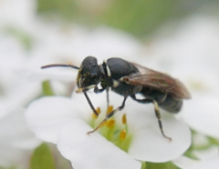 Hylaeus