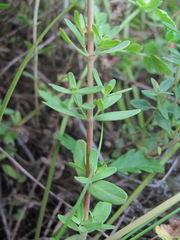 Hypericum linarioides