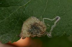 Stigmella plagicolella