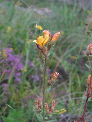 Hypericum linarioides