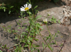 Erigeron karvinskianus