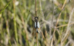 Libelloides lacteus