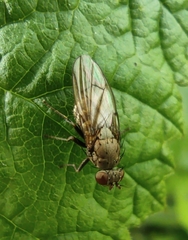 Notiphila