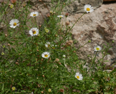 Erigeron karvinskianus