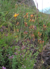 Hypericum linarioides