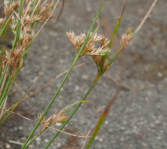 Juncus