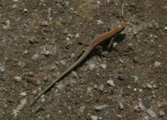 Podarcis muralis