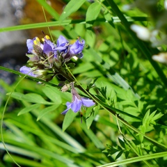 Polemonium occidentale