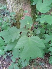 Liriodendron