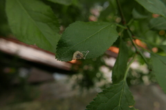 Stigmella plagicolella