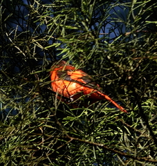 Pericrocotus miniatus