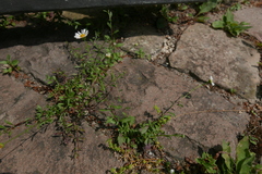 Erigeron karvinskianus