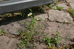 Erigeron karvinskianus