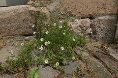 Erigeron karvinskianus