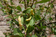 Lauritrioza alacris