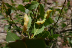 Lauritrioza alacris