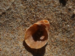 Magellania flavescens