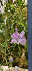 Lathyrus odoratus
