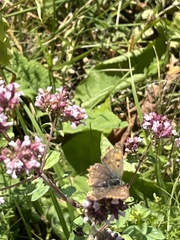 Lycaena tityrus