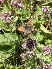 Lycaena tityrus