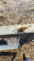Steropleurus pseudolus