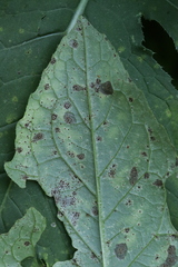 Puccinia laschii