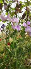 Lathyrus odoratus