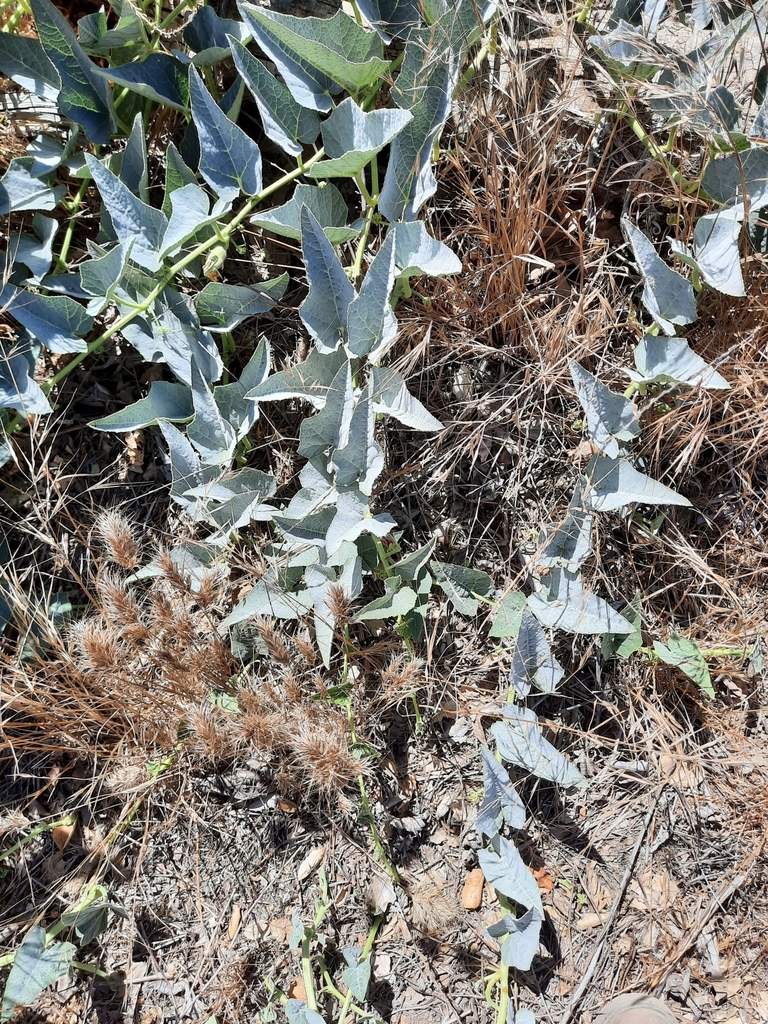 Buffalo Gourd from Malibu Creek, Malibu Creek State Park, Santa Monica ...