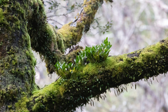 Dendrobium falcorostrum