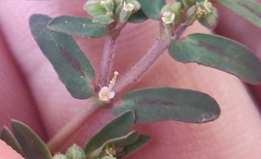 Euphorbia maculata
