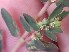 Euphorbia maculata