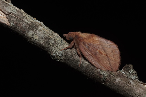 Euthrix potatoria