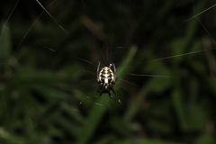 Araneus ejusmodi