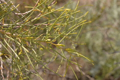 Acacia scirpifolia