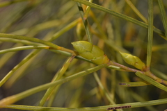 Acacia scirpifolia