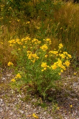 Tanacetum vulgare