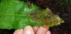 Acrocercops chionosema