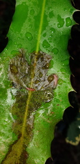 Acrocercops chionosema