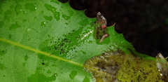 Acrocercops chionosema