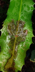 Acrocercops chionosema