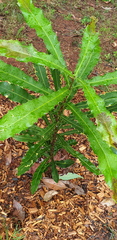 Acrocercops chionosema