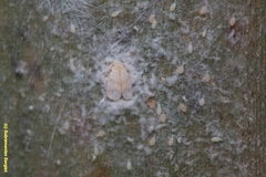 Aleurodicus rugioperculatus