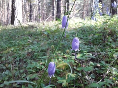 Adenophora stenanthina